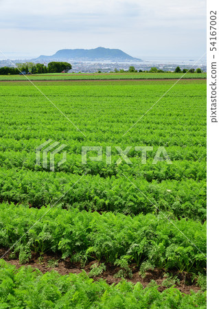 在北海道函館市高知縣田間耕作區拍攝胡蘿蔔田的初夏風景 54167002