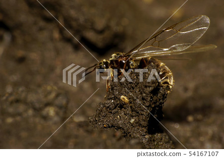 Macro side view of Caucasian brown formic uterus Macro side view of Caucasian brown formic uterus 54167107