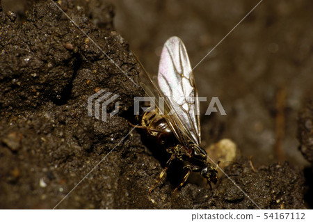 Macro side view of Caucasian brown ant with wings Macro side view of Caucasian brown ant with wings 54167112