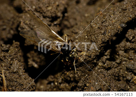 Close-up of Caucasian brown ant with wings uterus Close-up of Caucasian brown ant with wings uterus 54167113
