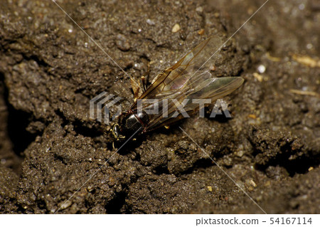 Close-up of Caucasian formic uterus with wings Close-up of Caucasian formic uterus with wings 54167114