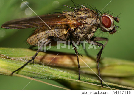 of Caucasian fliesClose-up with long bristles 54167116