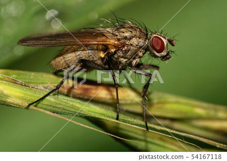 Macro of Caucasian flies with long bristles 54167118