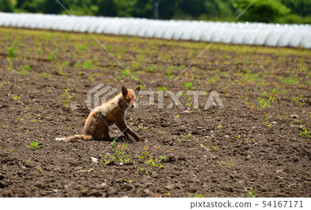 在北海道函館市高知町拍攝尋找食物的野狐的照片 54167171
