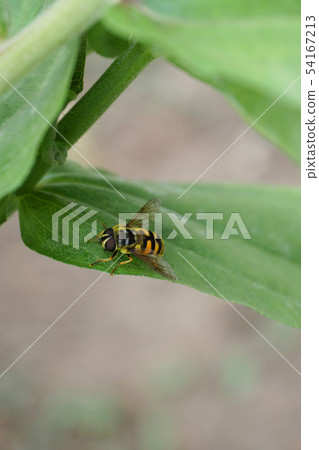 Close-up flower fly hoverfly of genus Didea 54167213