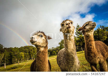 三隻羊駝和彩虹閹割 三隻羊駝和彩虹閹割 54167247