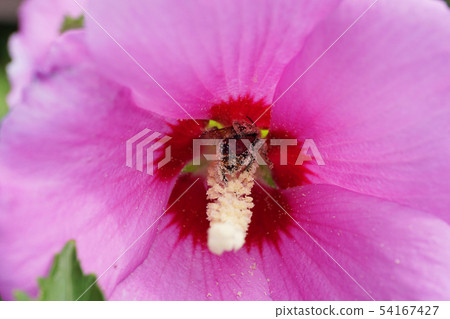 Close-up of Caucasian bumblebee Bombus lucorum 54167427