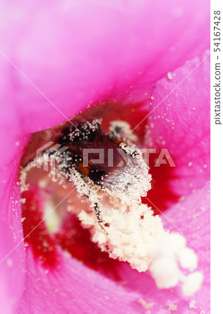 Macro of Caucasian bumblebee Bombus lucorum inside 54167428