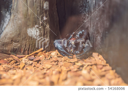 Hadrurus arizonensis, the giant desert hairy scorpion, giant hairy scorpion, or Arizona Desert hairy Hadrurus arizonensis, the giant desert hairy scorpion, giant hairy scorpion, or Arizona Desert hairy 54168006