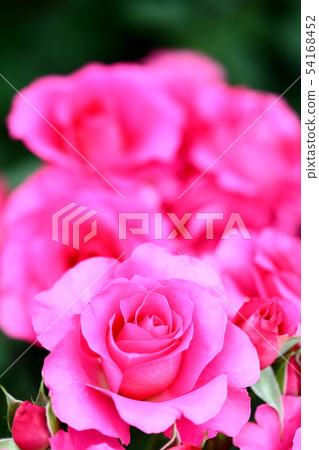 玫瑰_返回 54168452