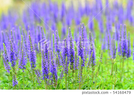 Full of Veronica Longiforia 54168479