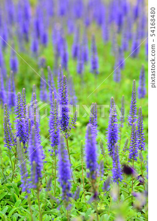 Full of Veronica Longiforia 54168480