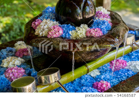 Tanshu Kannon Temple Ajisai Temple 54168587