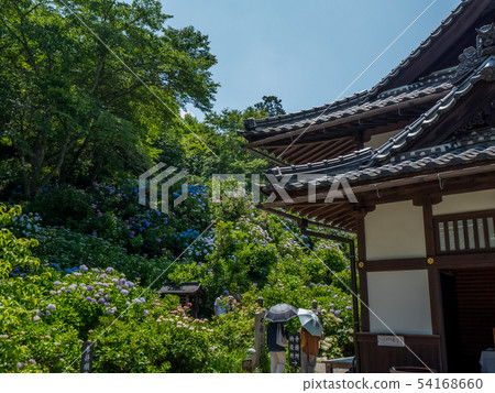 Tanshu Kannon Temple Ajisai Temple 54168660