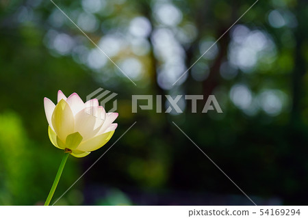 Lotus flower Lotus flower 54169294