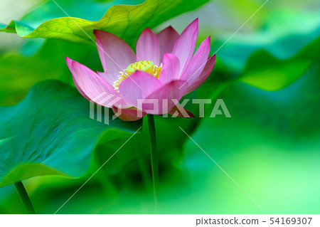 Lotus flower Lotus flower 54169307