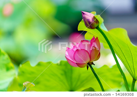 蓮花 蓮花 54169308