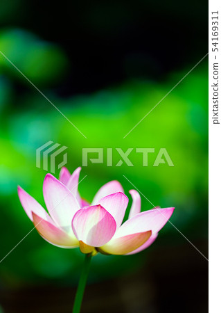 Lotus flower  54169311