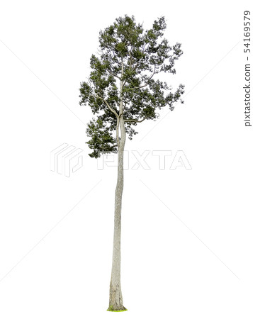 Collection of isolated trees on a white 54169579