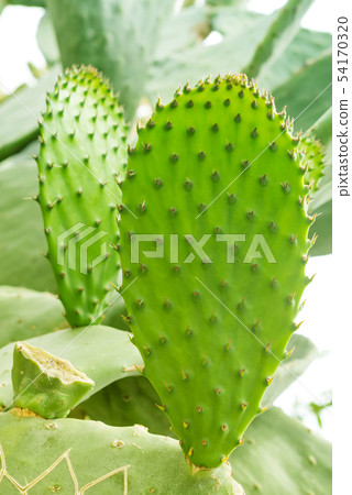 Macro photo of Prickly Pear cactus. Opuntia cactus. green background with desert plant Macro photo of Prickly Pear cactus. Opuntia cactus. green background with desert plant 54170320