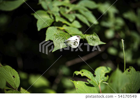 insect butterfly dragonfly insect butterfly dragonfly 54170549