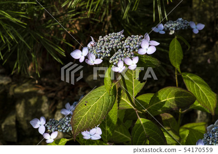 昆蟲 蝴蝶 蜻蜓 54170559