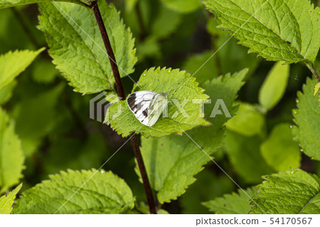 insect butterfly dragonfly 54170567