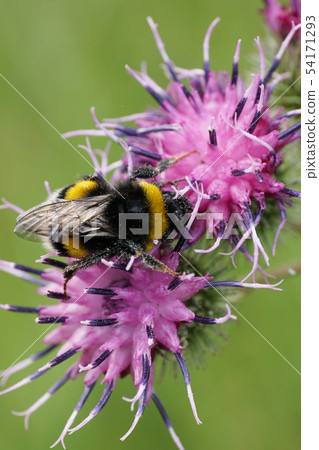 Close-up view from above of yellow-black bumblebee 54171293