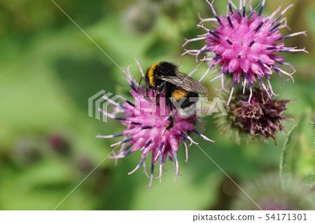 Close-up of the Caucasian yellow-black bumblebee 54171301