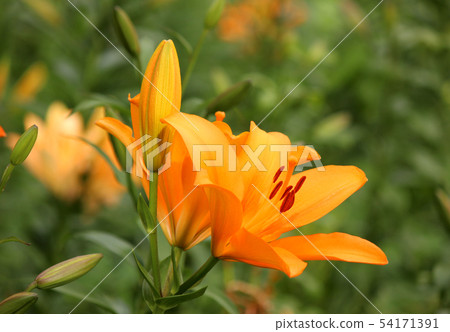 Orange lily flower and its bud (2) 54171391