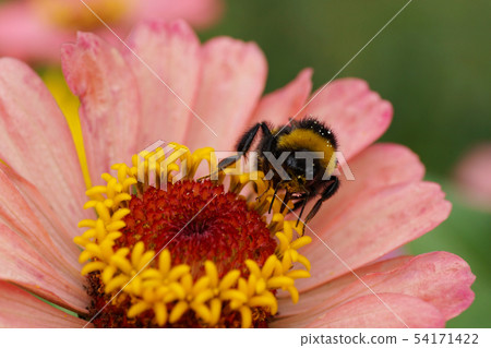 Macro view from front of Caucasian bumblebee 54171422
