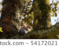 Squirrel on a tree in autumn 54172021