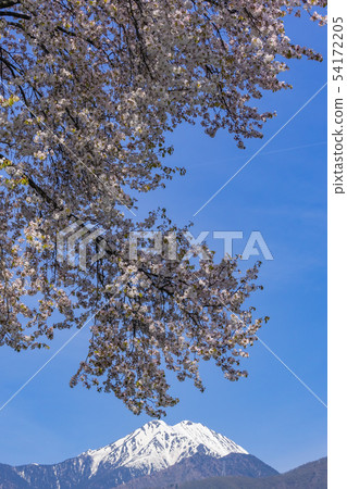 Azumino春天櫻花和長野縣Jomonake Azumino市 54172205
