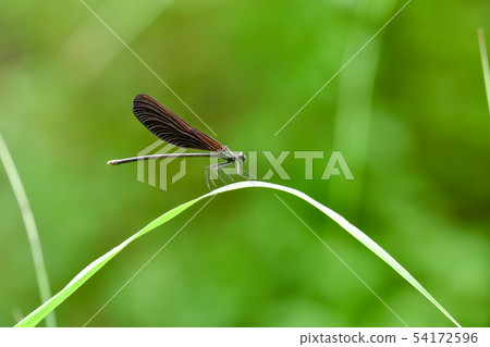 Hagorotorbo 54172596