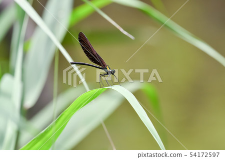 Hagorotorbo 54172597