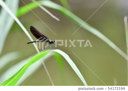 Hagorotorbo 54172599