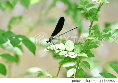 Hagorotorbo 54172600