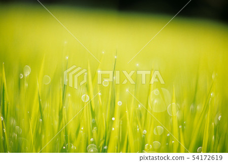 草的閃光 54172619
