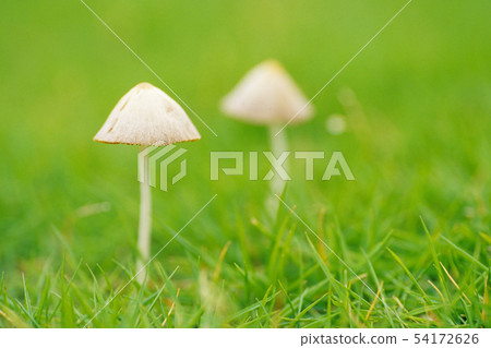 青草菇 54172626