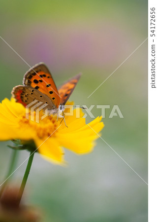 White-headed Flycatcher White-headed Flycatcher 54172656