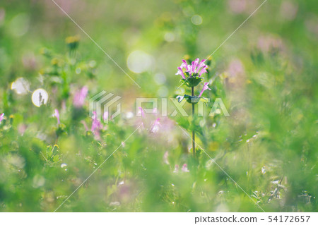 Grassland photokinenosa Grassland photokinenosa 54172657