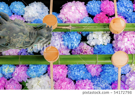 Yanagiya Kannon繡球花 Yanagiya Kannon繡球花 54172798