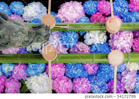 Yanagiya Kannon繡球花 Yanagiya Kannon繡球花 54172799