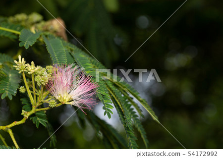 鐵杉花 鐵杉花 54172992