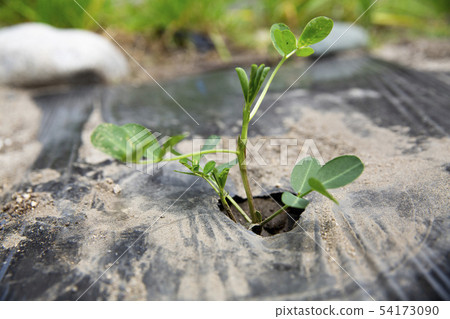 Peanut sprout Peanut sprout 54173090