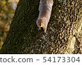 Squirrel on a tree in autumn 54173304