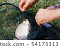 Freshwater fish on green grass. 54173313