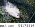 Freshwater fish on green grass. 54173316