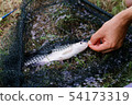 Freshwater fish on green grass. 54173319