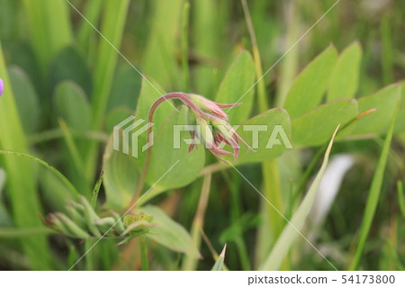 Hama pea close up Hama pea close up 54173800